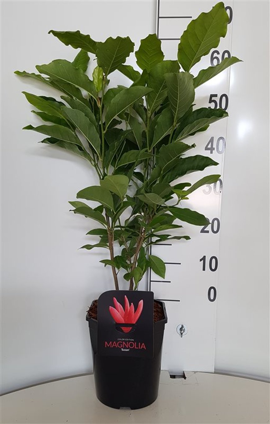 Magnolia 'Susan' - C5 50-60 CM